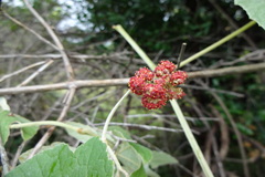 Ampelocissus tomentosa
